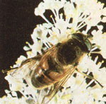 The adult Eristalis hover fly. The insect's resemblance to the common honeybee is every bit as functional as it is remarkable.